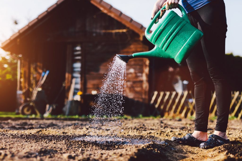 mulher regando plantação com habitação rural ao fundo